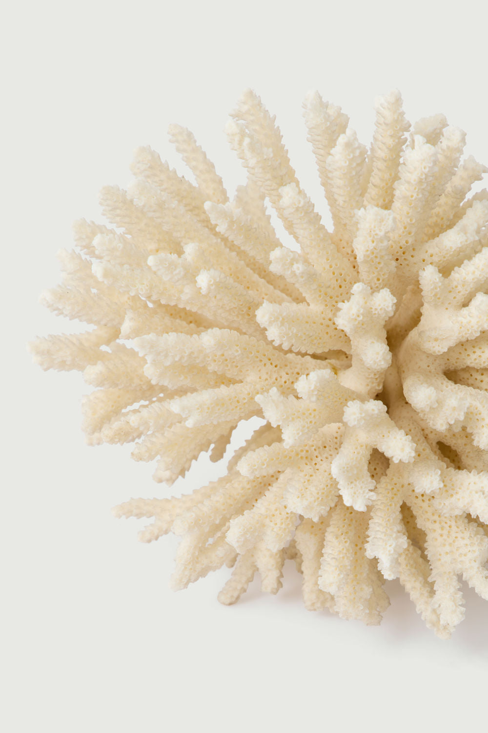Branche De Corail Blanc vue 2